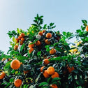 Owari Satsuma Mandarin Trees prioduce large amounts of sweet seedless oranges