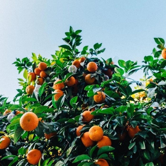 Owari Satsuma Mandarin Trees prioduce large amounts of sweet seedless oranges