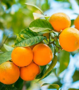 Owari Satsuma Mandarin Tree