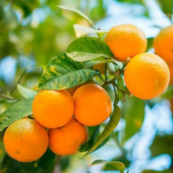 Owari Satsuma Mandarin Trees produce clusters of wonderful sweet fruit