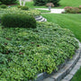Dense green carpet of Pachysandra terminalis thriving in deep shade beneath trees.