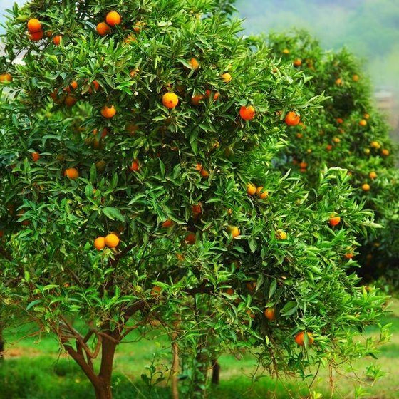 far away shot of a page mandarin tree with mandarins on the tree