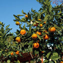 page mandarin tree with oranges and green foliage