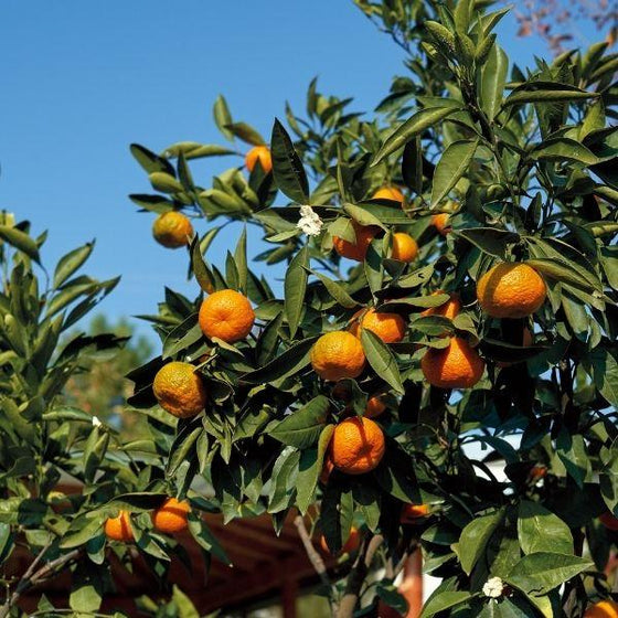page mandarin tree with oranges and green foliage