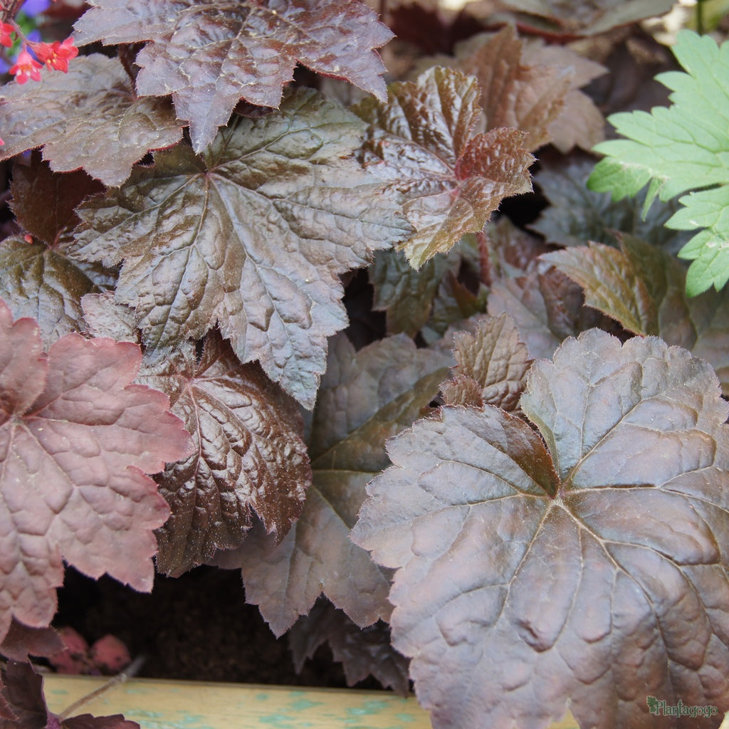 Palace Purple Heuchera