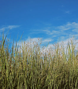 Panicum Heavy Metal
