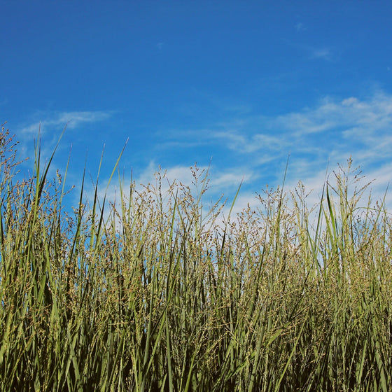 panicum heavy metal grass