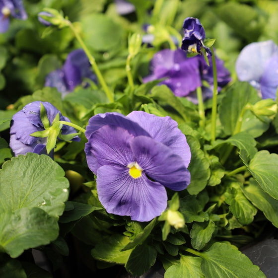 purple annual fall
