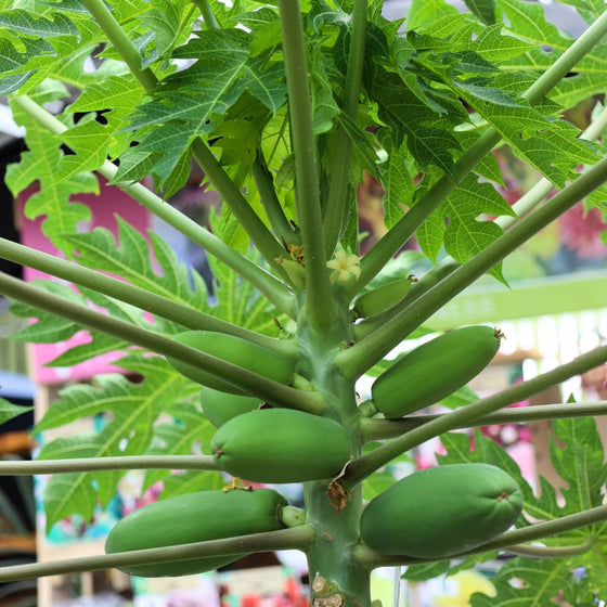 papayas growing on indoor papaya tree