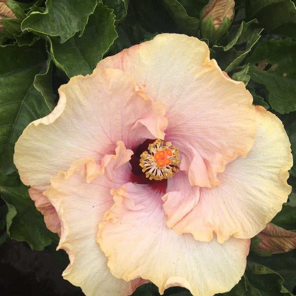 パンチ　白蓮花錦 13 + ラブハート錦 Buy Paradise Hibiscus Online | Free Shipping Over $99