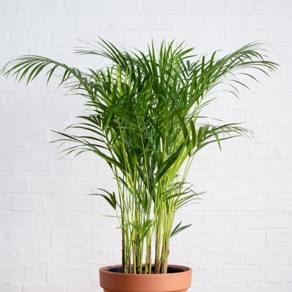 parlor palm large Parlor Palm Neanthe Bella Palm