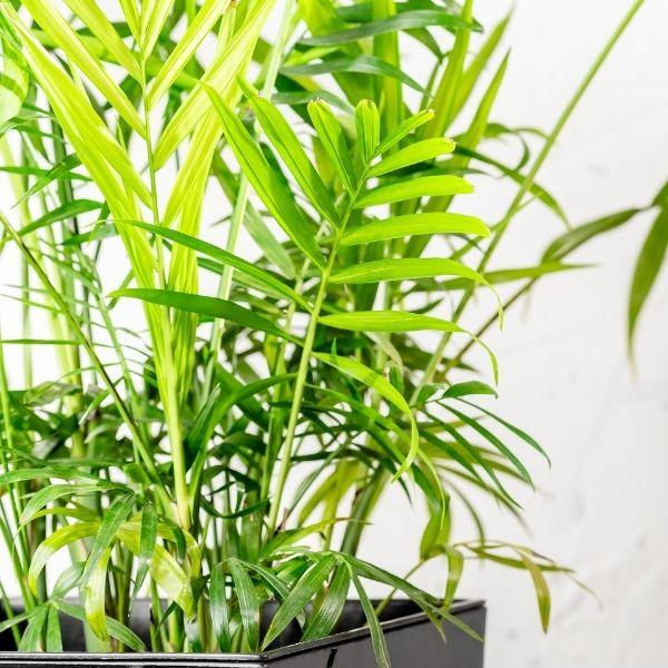parlor palm lowes Parlor Palm Neanthe Bella Palm