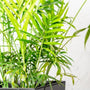 Neanthe Bella Palm close up of vibrant green foliage
