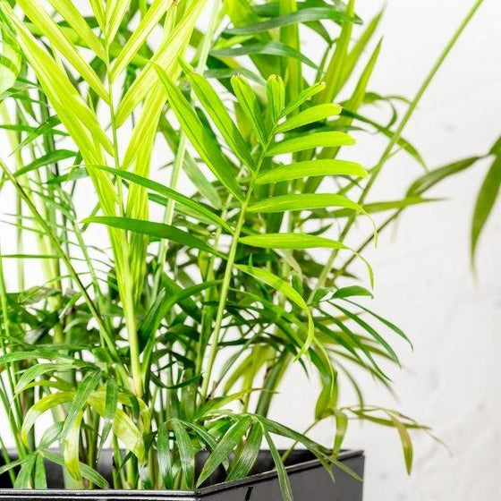 Neanthe Bella Palm close up of vibrant green foliage
