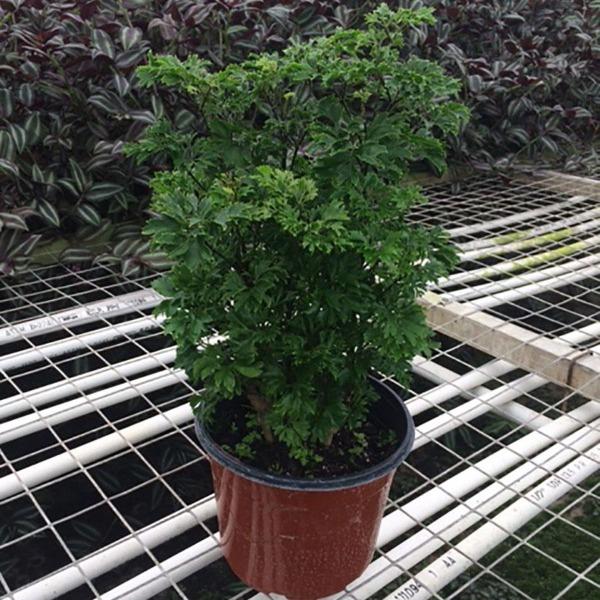 house plant that looks like parsley Parsley Aralia