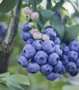 Patriot Blueberry Bushes