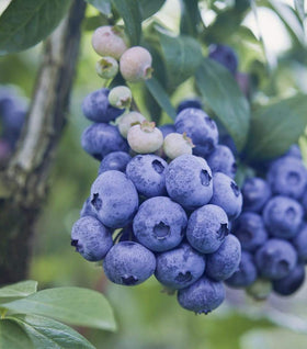 Patriot Blueberry Bushes