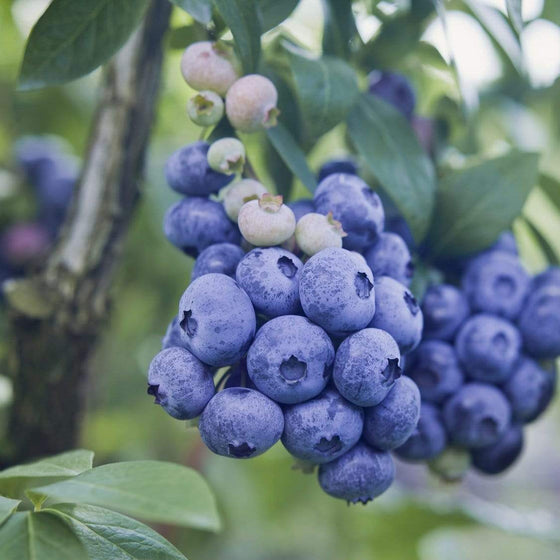 Patriot Blueberry Bushes