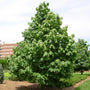 A full view on the Pawpaw tree reaching at least 30 feet