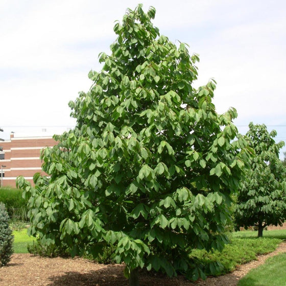 A full view on the Pawpaw tree reaching at least 30 feet