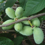 Amazing good looking fruits from the Pawpaw Tree