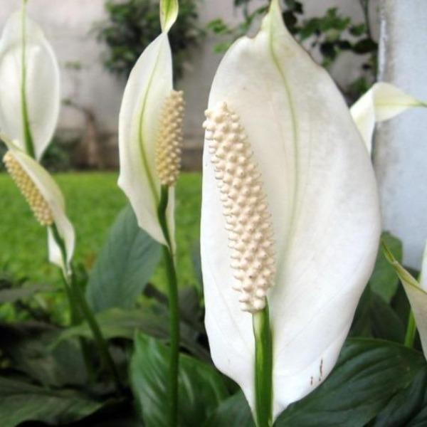 japanese peace lily buy 6 Inch Peace Lily - Beautiful White Flowers