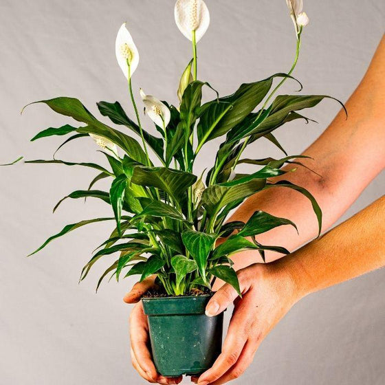 Peace Lilly placed in pot