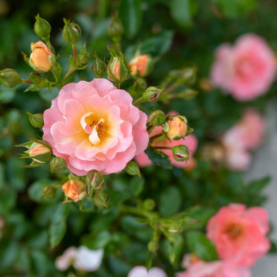 pink yellow coral tones on peach drift rose