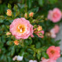 peach drift rose close up