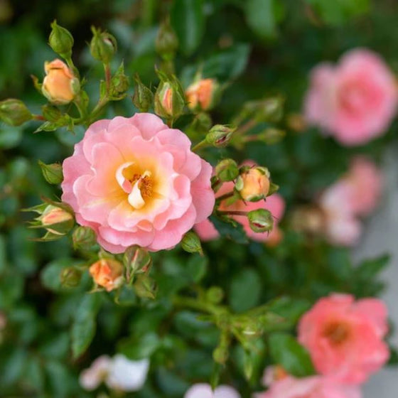 peach drift rose close up
