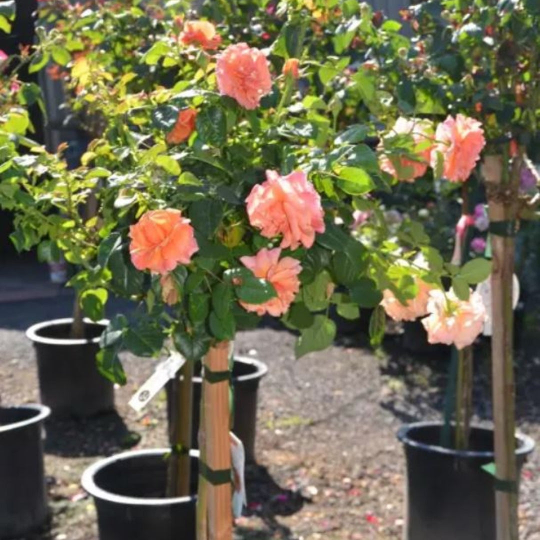 can you plant drift roses in a pot Peach Drift Rose – Tree Form