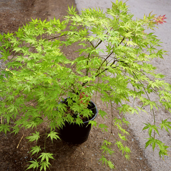 Peaches and Cream Japanese Maple