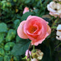 peachy knockout rose orange and white center