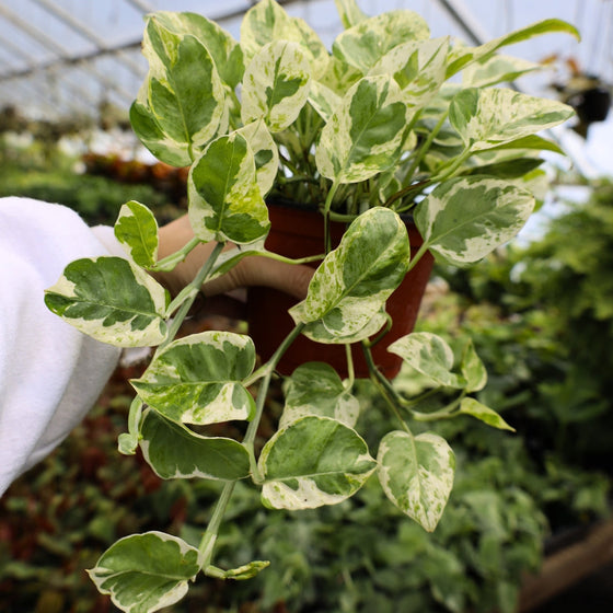 trailing pearls and jade pothos
