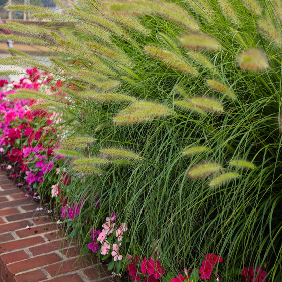 ornamental grass pennisetum little bunny in the landscape
