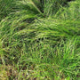 Carex Pennsylvania Semi Evergreen Sedge is a Grass like Groundcover Outdoor Plant