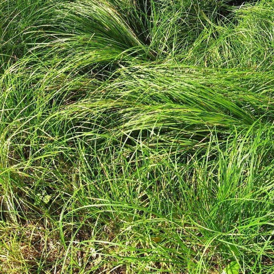 Carex Pennsylvania Semi Evergreen Sedge is a Grass like Groundcover Outdoor Plant