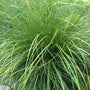 Carex Pensylvanica is a Hardy Grass Like Sedge with Narrow Leaves