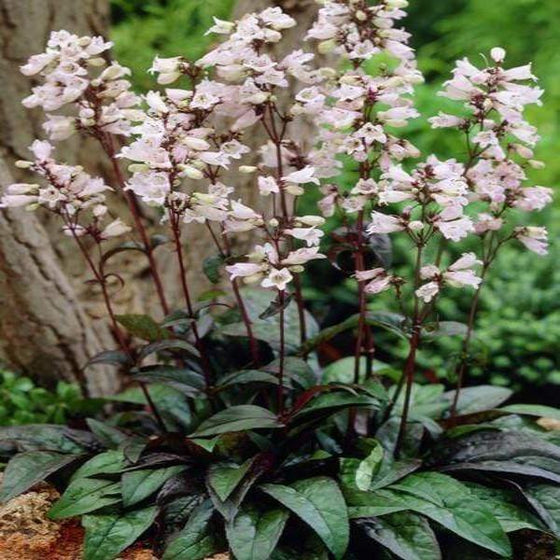See how tall the red spikes with their white blooms grow