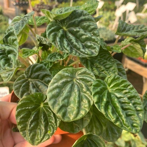 emerald ripple succulent Buy Emerald Ripple Peperomia Plants