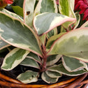 Peperomia Ginny Close Up of Tri-colored Leaves