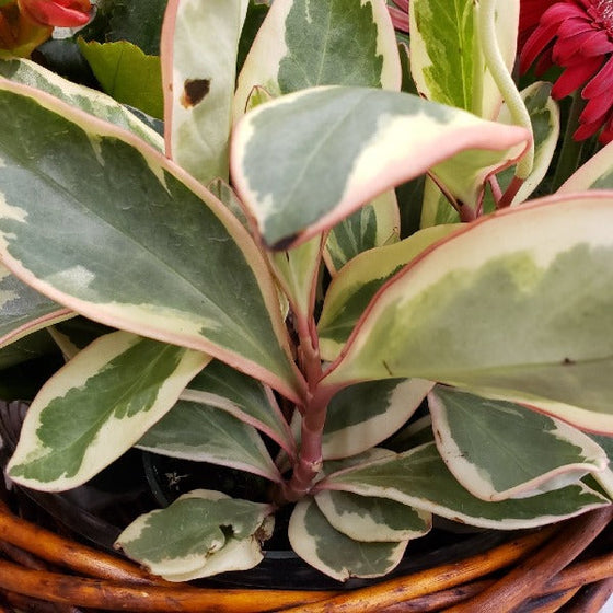 Peperomia Ginny Close Up of Tri-colored Leaves