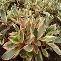 Tri-colored leaves of Rainbow Peperomia