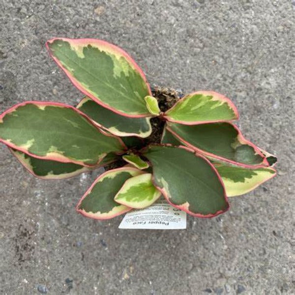Peperomia Ginny for Sale