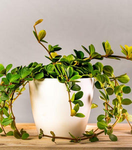 Peperomia Hope