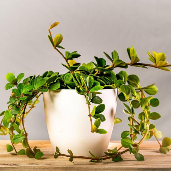 Peperomia Hope Plant has thick trailing stems light green leaves in white pot