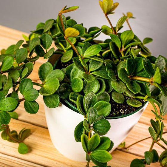 Pepermia Hope Plant showing it's trailing light green foliage