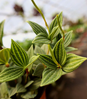 Peperomia Puteolata