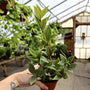 unique Peperomia puteolata houseplant