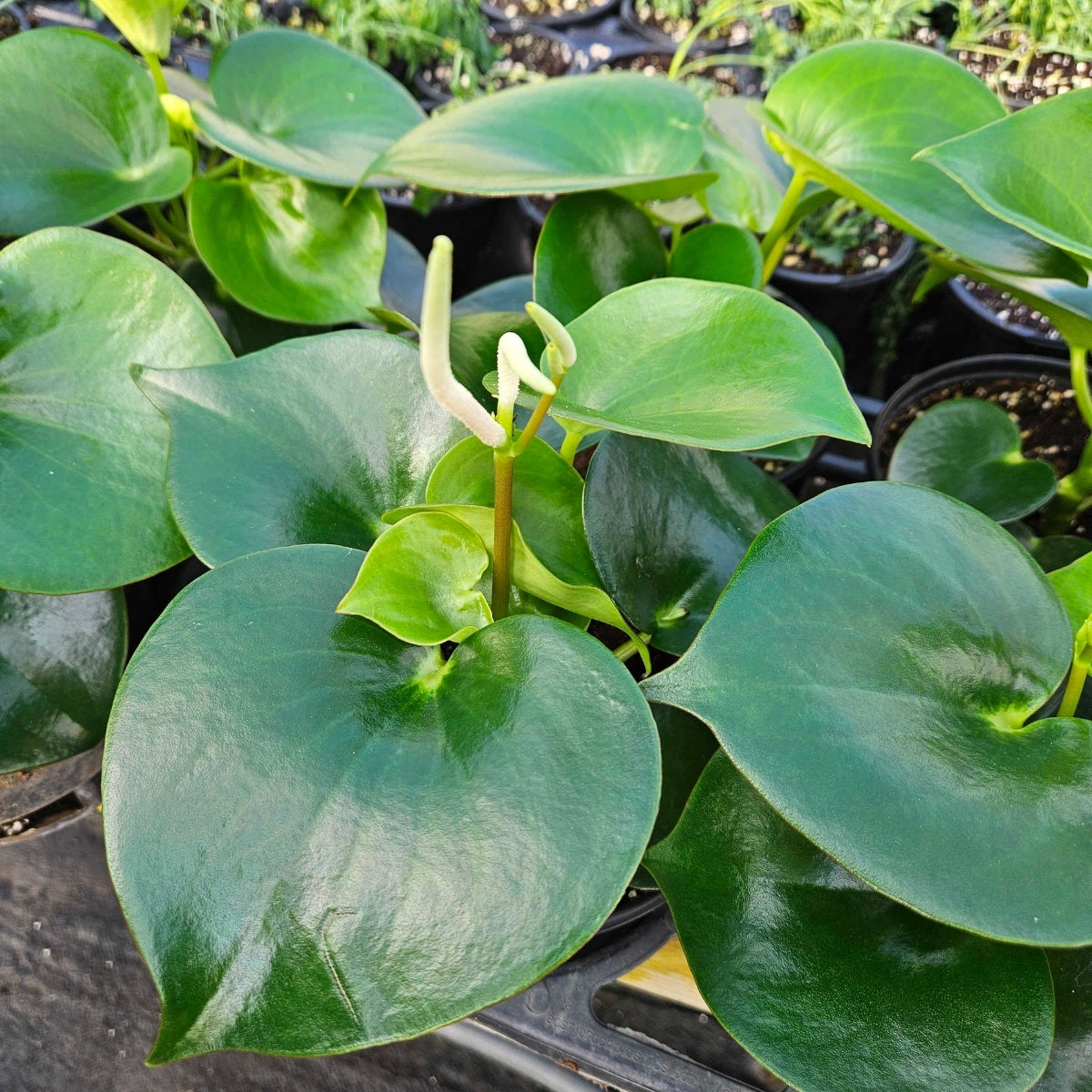 peperomia polybotrya raindrop variegata Raindrop Peperomia (Peperomia polybotrya) For Sale Online